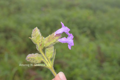 Pleocaulus sessilioides